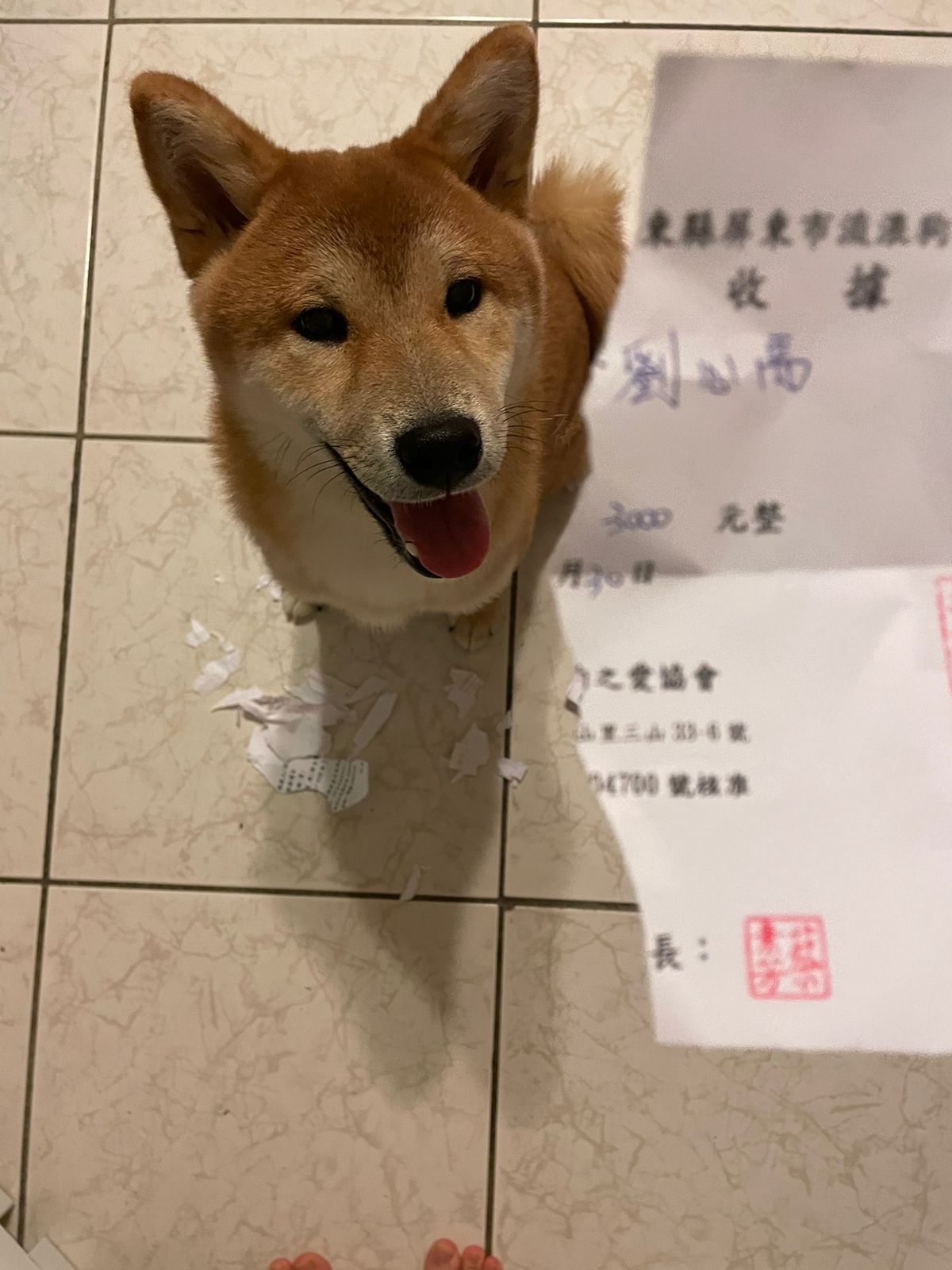 Pingtung Huang's Dog Charity 2